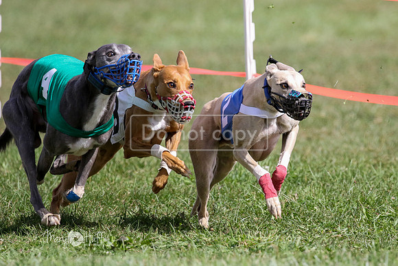 MCH74801  Beastie Boy, Cy'Ber, Aurora, Quigly