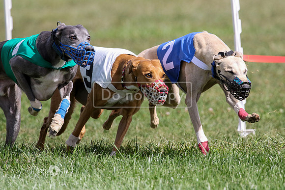 MCH74804  Beastie Boy, Cy'Ber, Aurora, Quigly