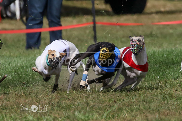 MCH74952-2  Remy-B, Hero-L, Piper-F, Grizzly
