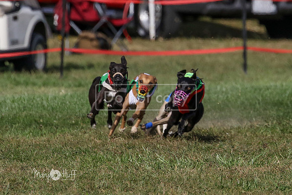 MCH74991  Hoodoo, Kixx, Merida, Betty