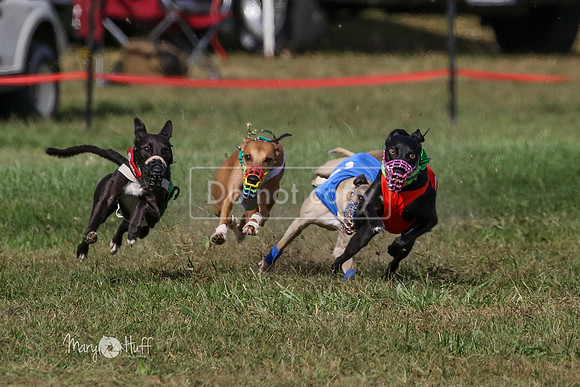 MCH74993  Hoodoo, Kixx, Merida, Betty