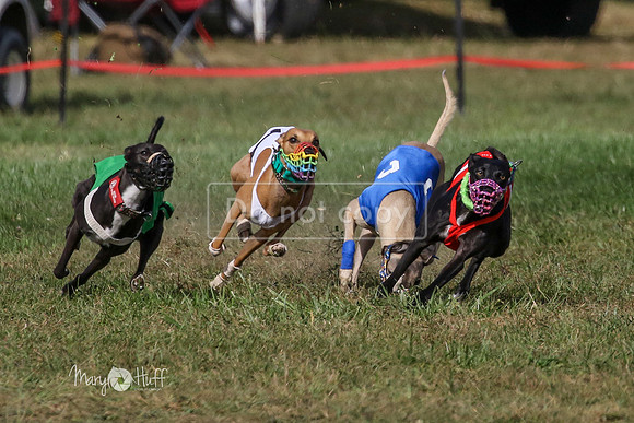 MCH74994  Hoodoo, Kixx, Merida, Betty