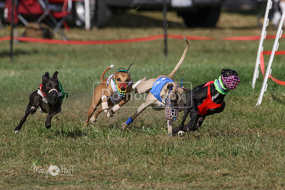 MCH74995  Hoodoo, Kixx, Merida, Betty