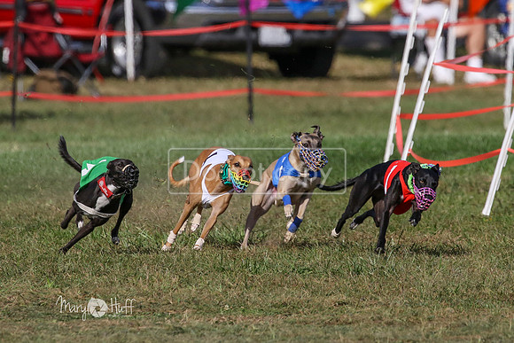 MCH74996  Hoodoo, Kixx, Merida, Betty
