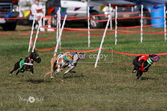 MCH74997  Hoodoo, Kixx, Merida, Betty