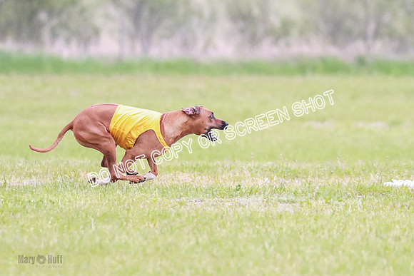 A Prelim Open 2 Zanna Whiskey-1514