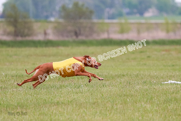 C Prelim Vet 1 Kingsley Moran Storm-1833