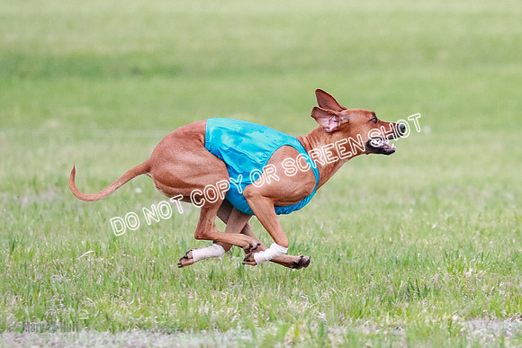 A Prelim Open 1 Derby Iris Fia-1407