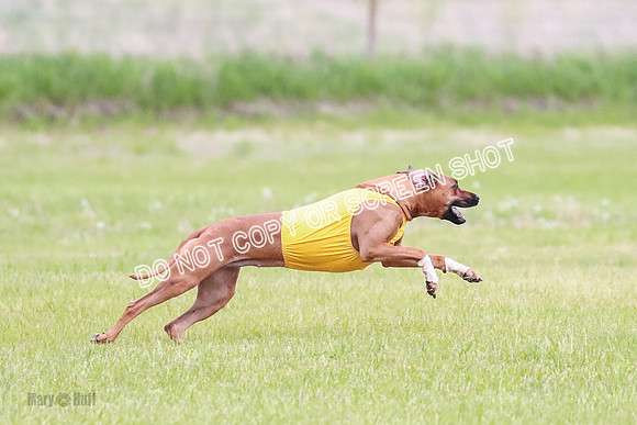 A Prelim Open 2 Zanna Whiskey-1503