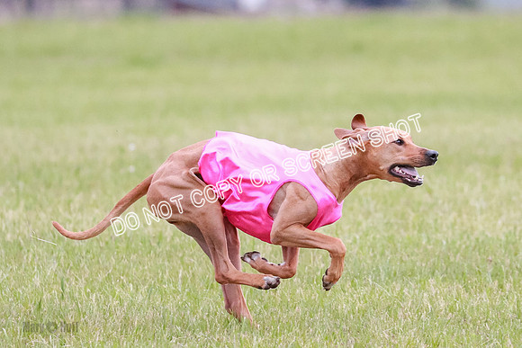 A Prelim Open 1 Derby Iris Fia-1439