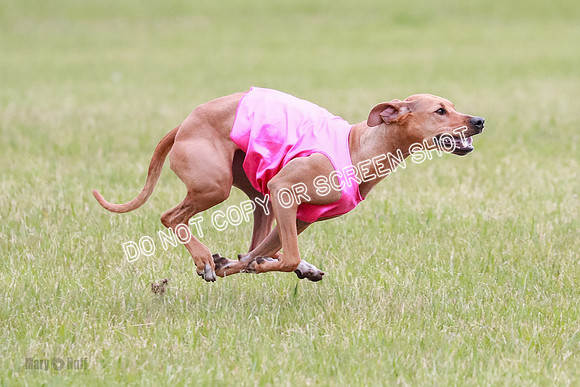 A Prelim Open 1 Derby Iris Fia-1438