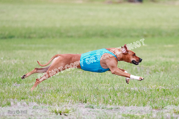 A Prelim Open 1 Derby Iris Fia-1404