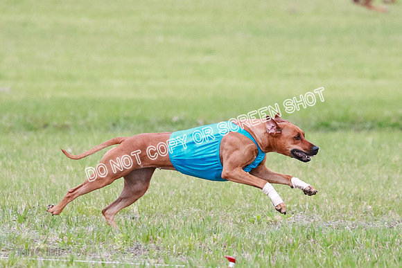 A Prelim Open 1 Derby Iris Fia-1399