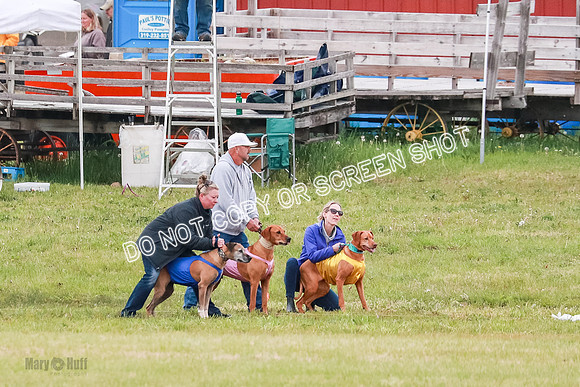 C Prelim Vet 1 Kingsley Moran Storm-1809