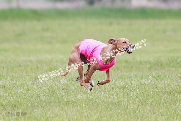 A Prelim Open 1 Derby Iris Fia-1429