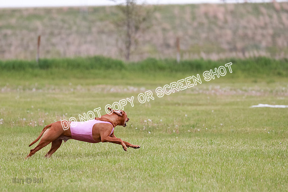 C Prelim Vet 1 Kingsley Moran Storm-1822