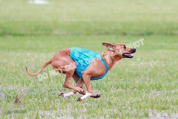 A Prelim Open 1 Derby Iris Fia-1402