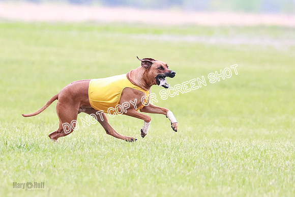 A Prelim Open 2 Zanna Whiskey-1538
