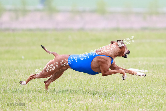 B Prelim Libby Taya Scrappy Coco-1591