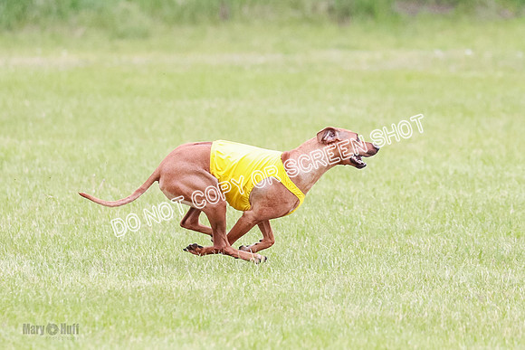 B Prelim Libby Taya Scrappy Coco-1579