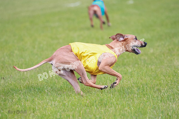 A Prelim Open 1 Derby Iris Fia-1473