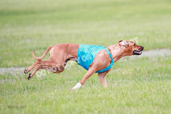 A Prelim Open 1 Derby Iris Fia-1467