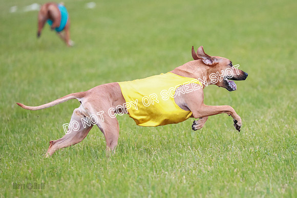 A Prelim Open 1 Derby Iris Fia-1474