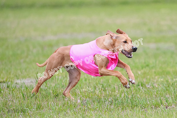 A Prelim Open 1 Derby Iris Fia-1460