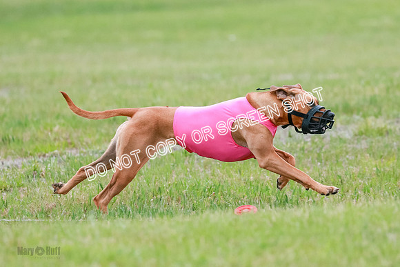 B Prelim Fch 4 Xena Jolene-1795