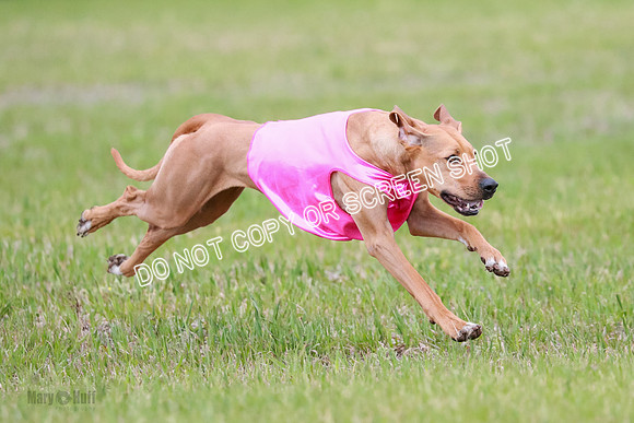 A Prelim Open 1 Derby Iris Fia-1461