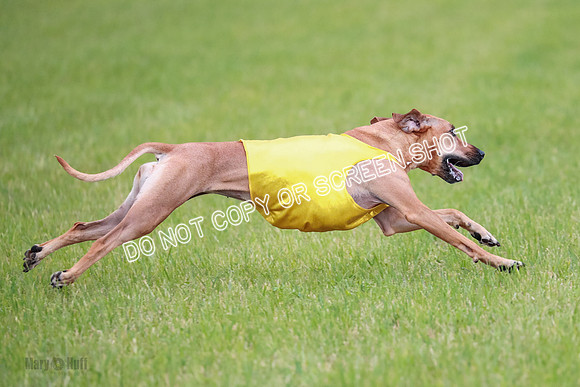 A Prelim Open 1 Derby Iris Fia-1475