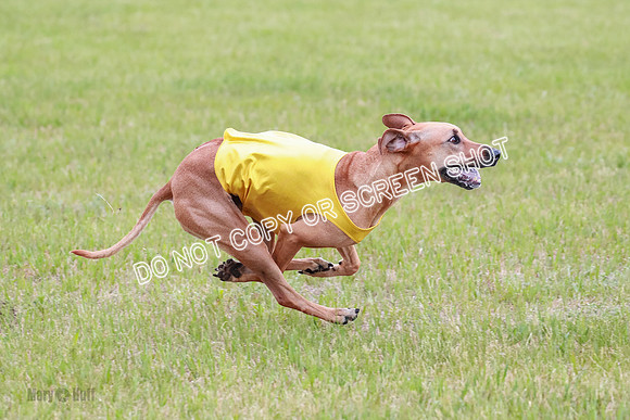 A Prelim Open 1 Derby Iris Fia-1450