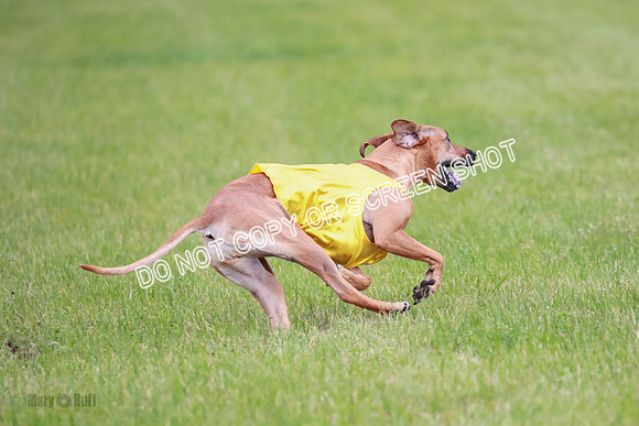 A Prelim Open 1 Derby Iris Fia-1478