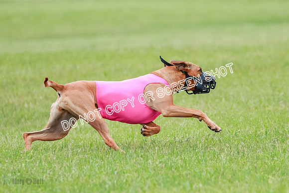 B Prelim Fch 4 Xena Jolene-1798