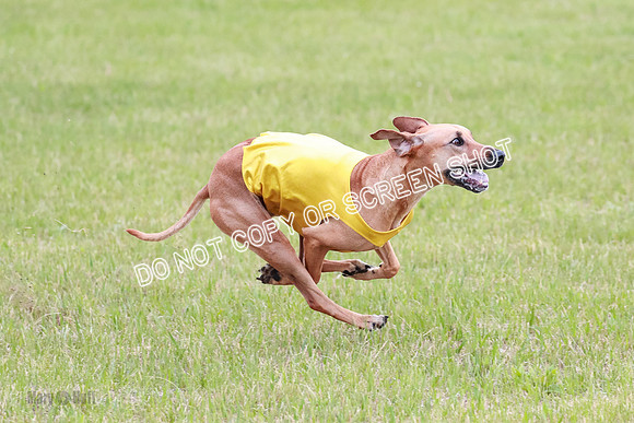 A Prelim Open 1 Derby Iris Fia-1445