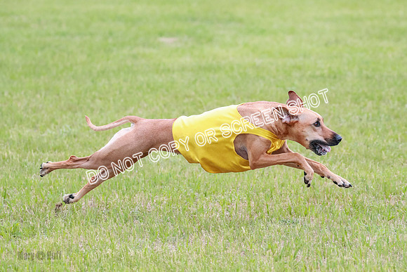 A Prelim Open 1 Derby Iris Fia-1447