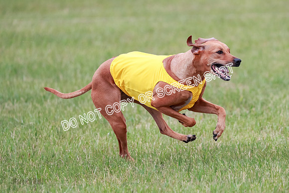 B Prelim Fch 4 Xena Jolene-1770