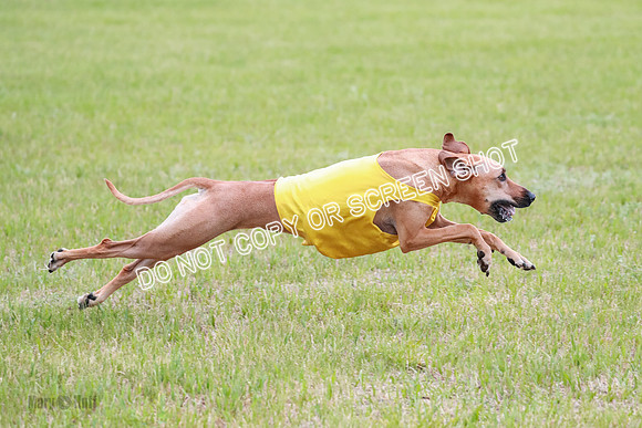 A Prelim Open 1 Derby Iris Fia-1452