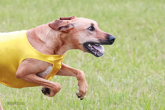 A Prelim Open 1 Derby Iris Fia-1446