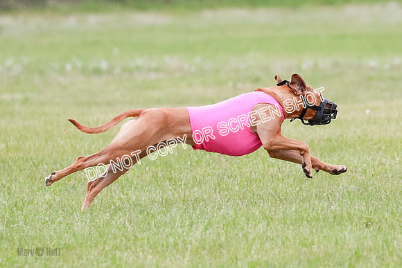 B Prelim Fch 4 Xena Jolene-1758