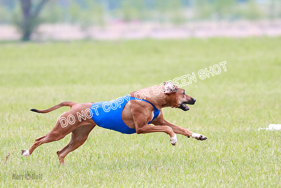 B Prelim Libby Taya Scrappy Coco-1602