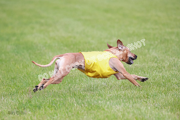 A Prelim Open 1 Derby Iris Fia-1480