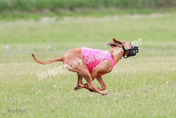 B Prelim Fch 4 Xena Jolene-1761