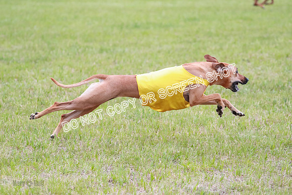 A Prelim Open 1 Derby Iris Fia-1457