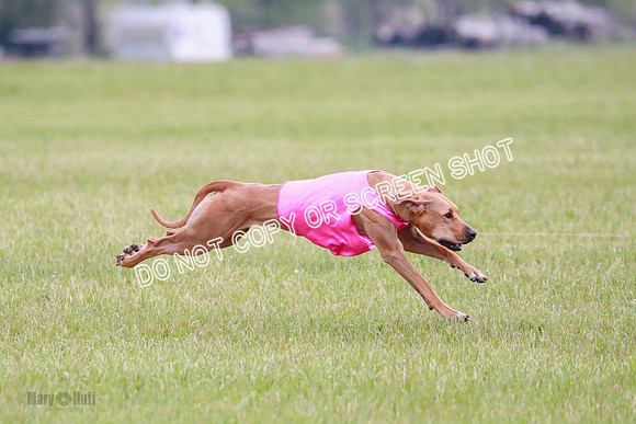 A Prelim Open 1 Derby Iris Fia-1441