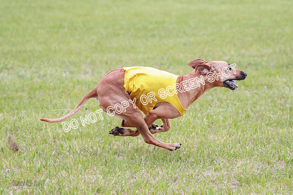 A Prelim Open 1 Derby Iris Fia-1455