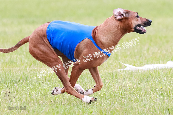 B Prelim Libby Taya Scrappy Coco-1600