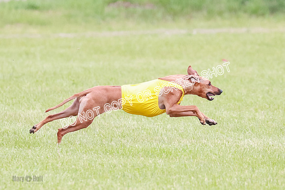 B Prelim Libby Taya Scrappy Coco-1576