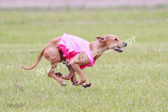 A Prelim Open 1 Derby Iris Fia-1433
