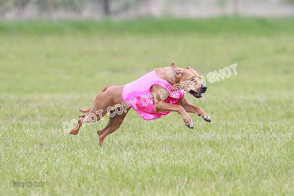 A Prelim Open 1 Derby Iris Fia-1426